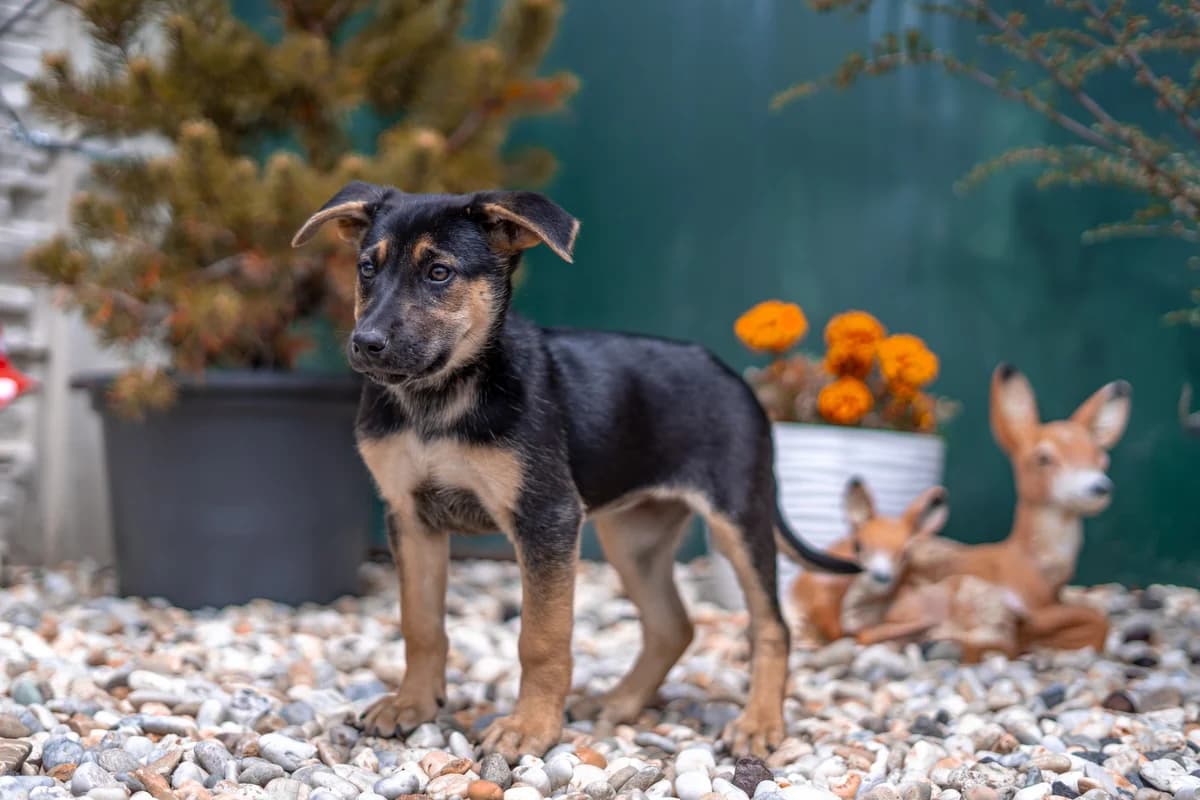 Tahini REZERVE, female Mixed Breed for adoption at Cesta za domovom — photo 2 of 5