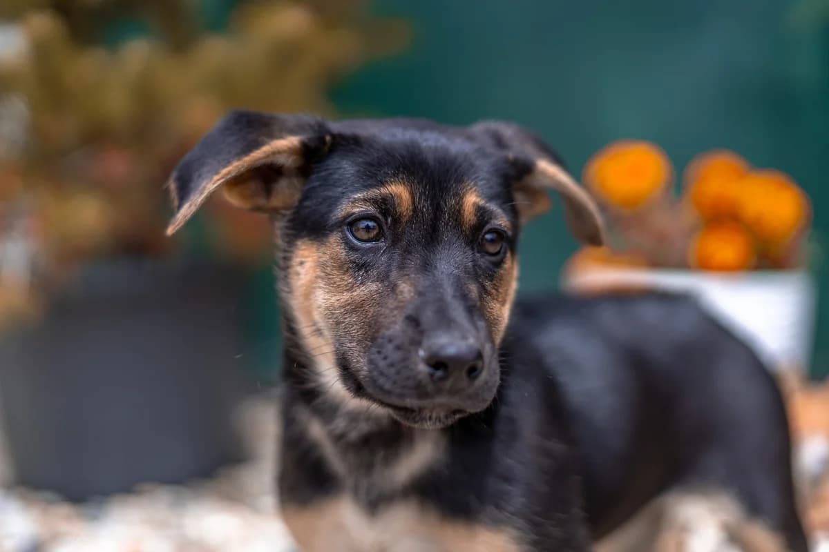 Tahini REZERVE, female Mixed Breed for adoption at Cesta za domovom — photo 3 of 5