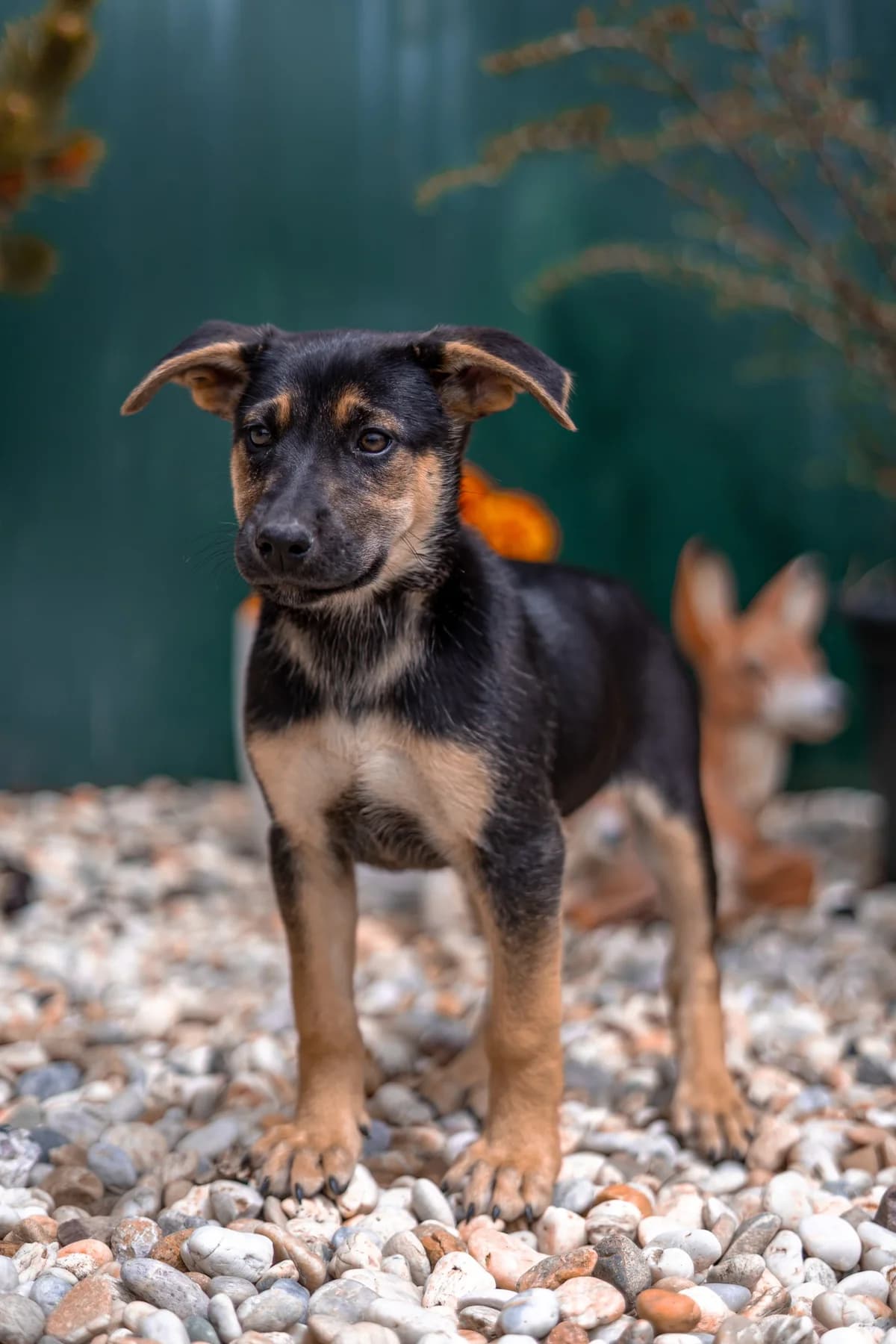 Tahini REZERVE, female Mixed Breed for adoption at Cesta za domovom — photo 4 of 5