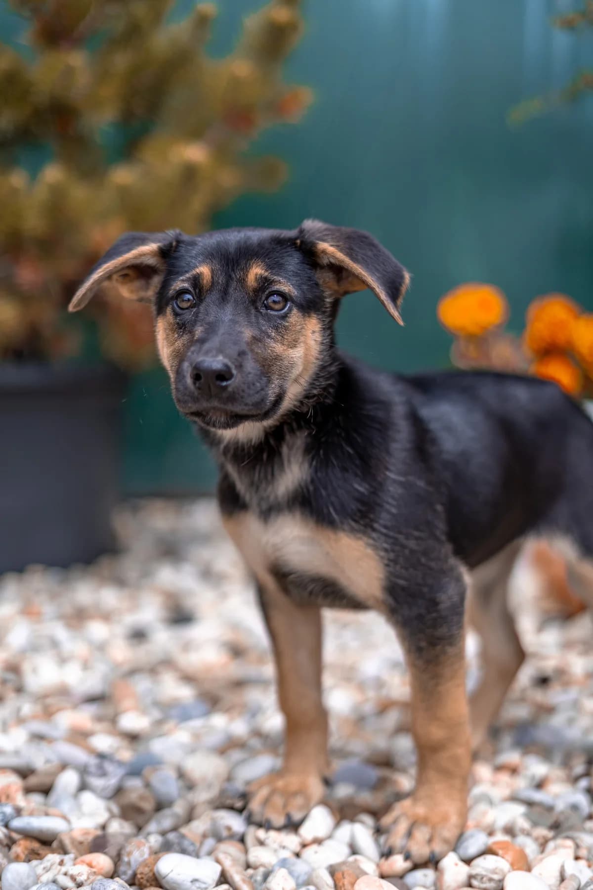 Tahini REZERVE, female Mixed Breed for adoption at Cesta za domovom — photo 5 of 5