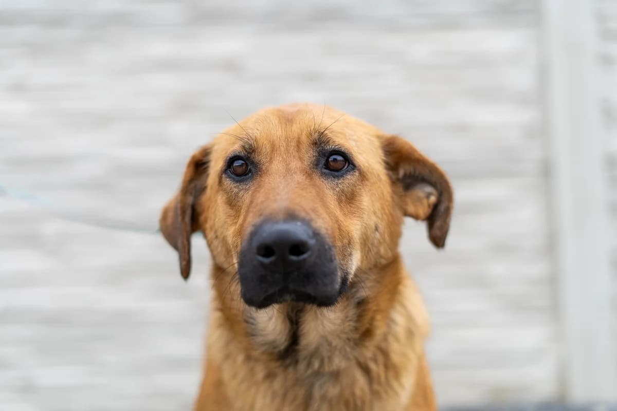 Vega, female 7yo Mixed Breed for adoption at Cesta za domovom