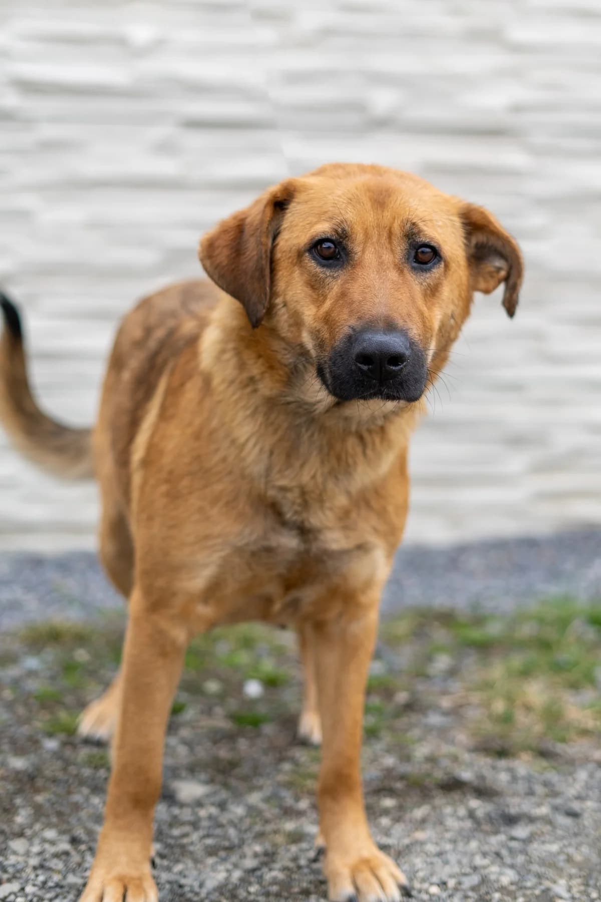 Vega, female Mixed Breed for adoption at Cesta za domovom — photo 2 of 23