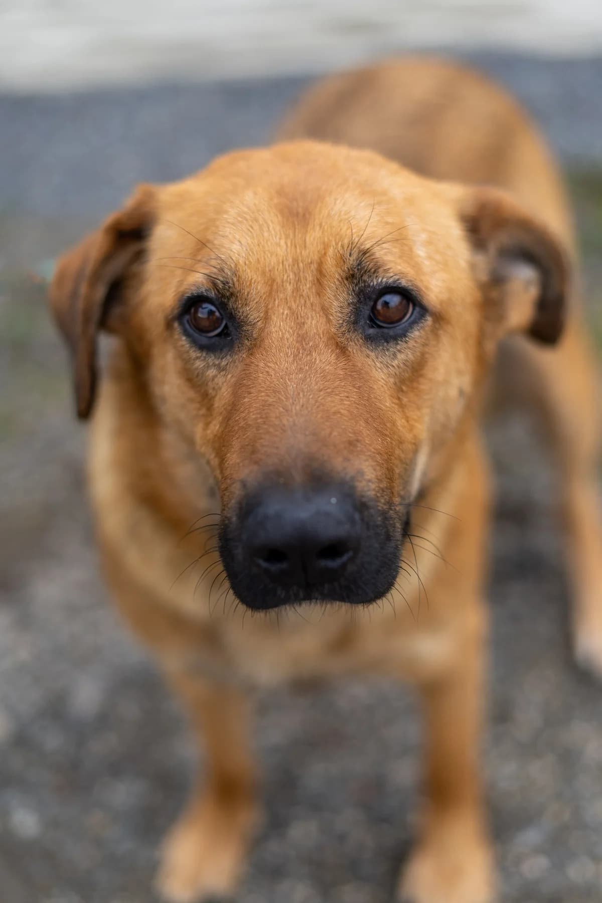 Vega, female Mixed Breed for adoption at Cesta za domovom — photo 3 of 23