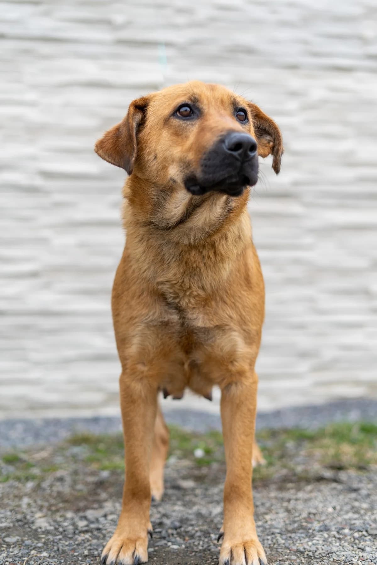 Vega, female Mixed Breed for adoption at Cesta za domovom — photo 4 of 23