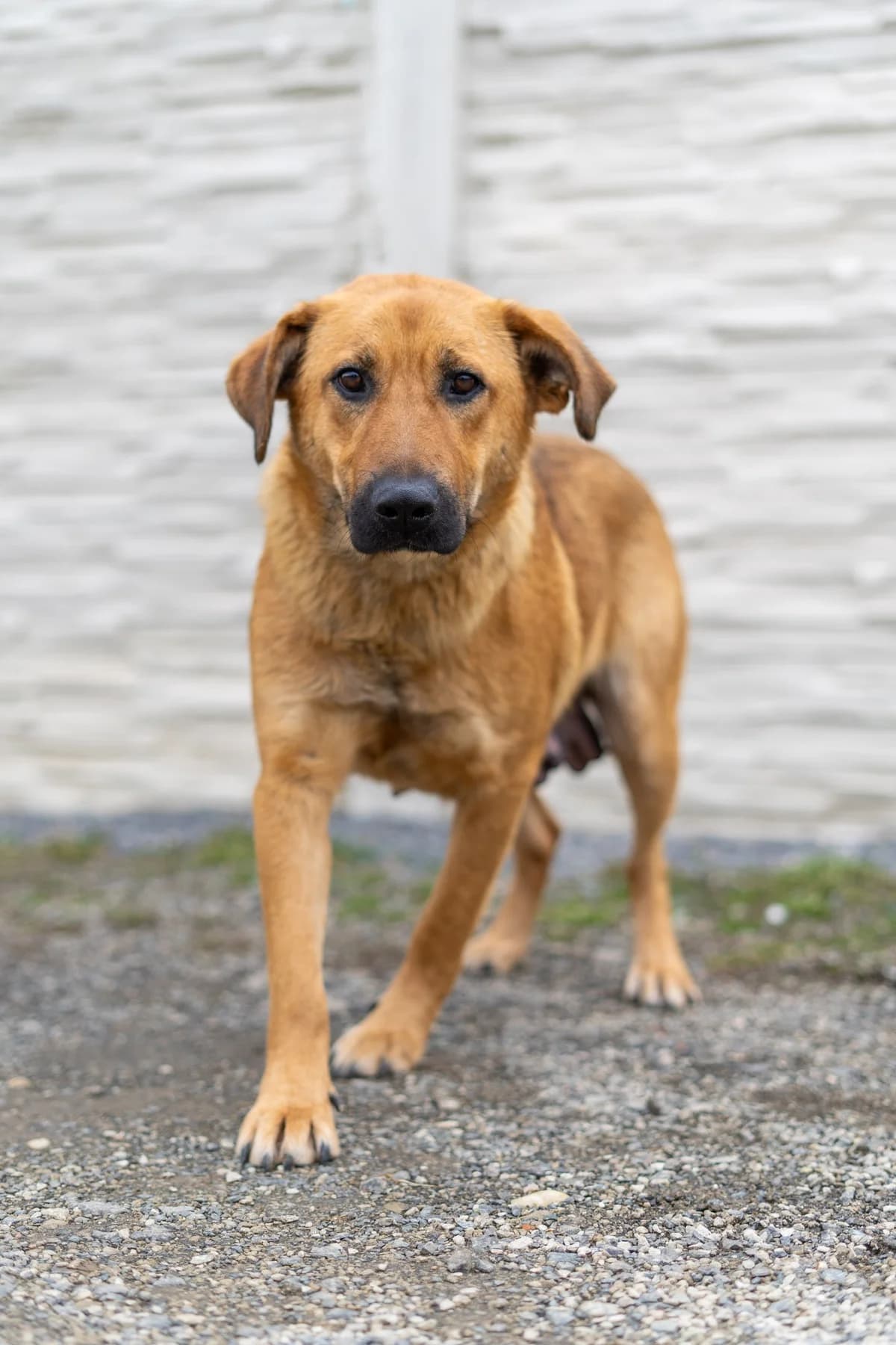 Vega, female Mixed Breed for adoption at Cesta za domovom — photo 5 of 23