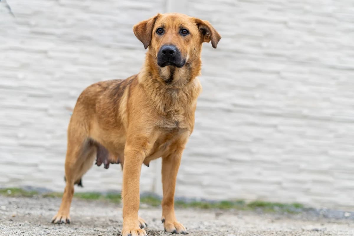 Vega, female Mixed Breed for adoption at Cesta za domovom — photo 6 of 23