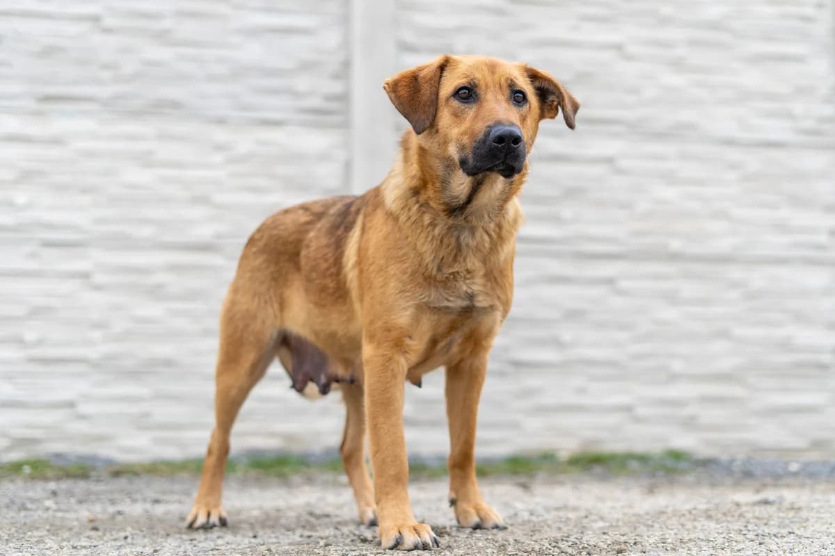Vega, female Mixed Breed for adoption at Cesta za domovom — photo 7 of 23