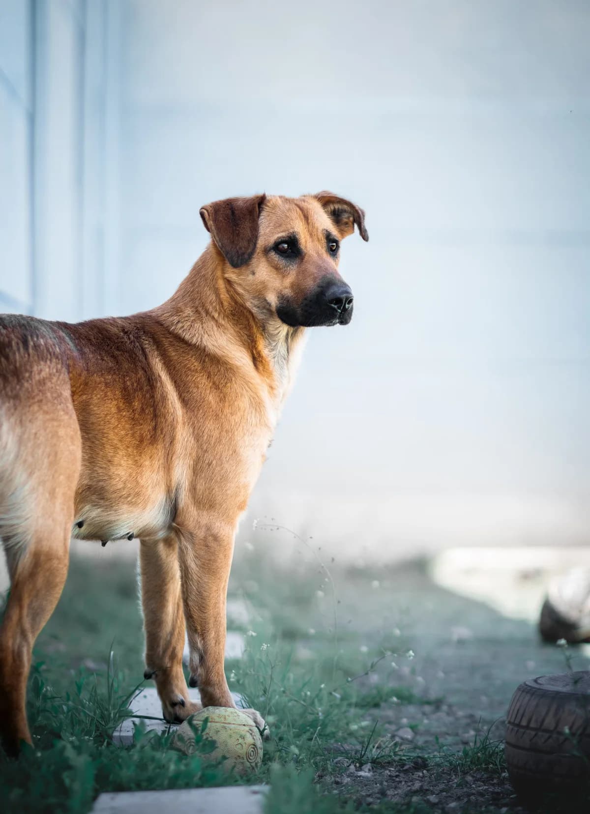 Vega, female Mixed Breed for adoption at Cesta za domovom — photo 8 of 23