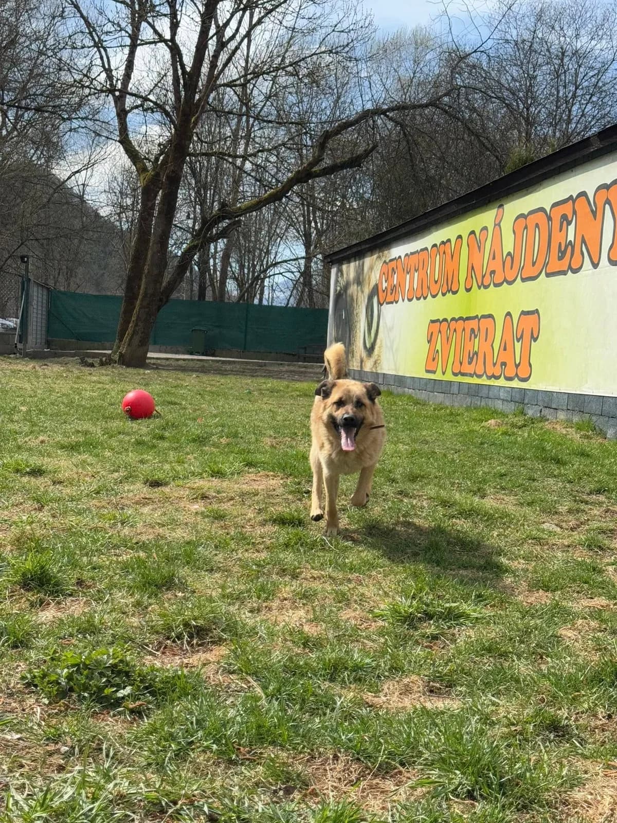 Tigi, hnedá male mixed breed for adoption at OZ Centrum nájdených zvierat