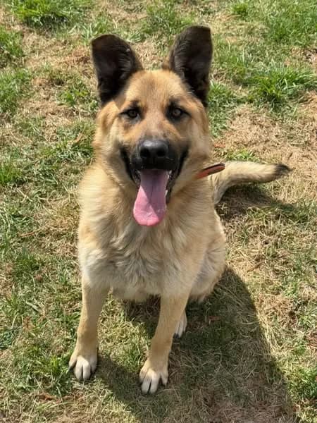 Tigi, hnedá male mixed breed for adoption at OZ Centrum nájdených zvierat — photo 2 of 4
