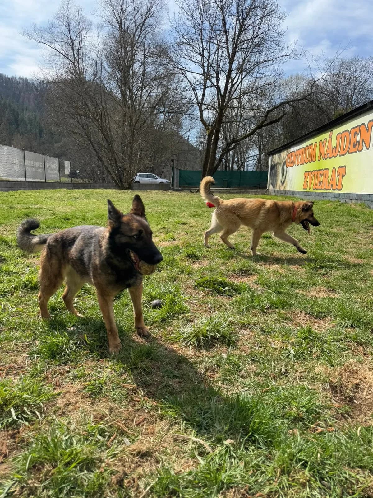Tigi, hnedá male mixed breed for adoption at OZ Centrum nájdených zvierat — photo 3 of 4