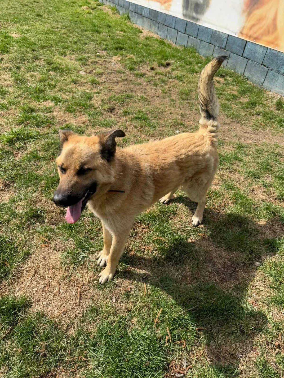 Tigi, hnedá male mixed breed for adoption at OZ Centrum nájdených zvierat — photo 4 of 4
