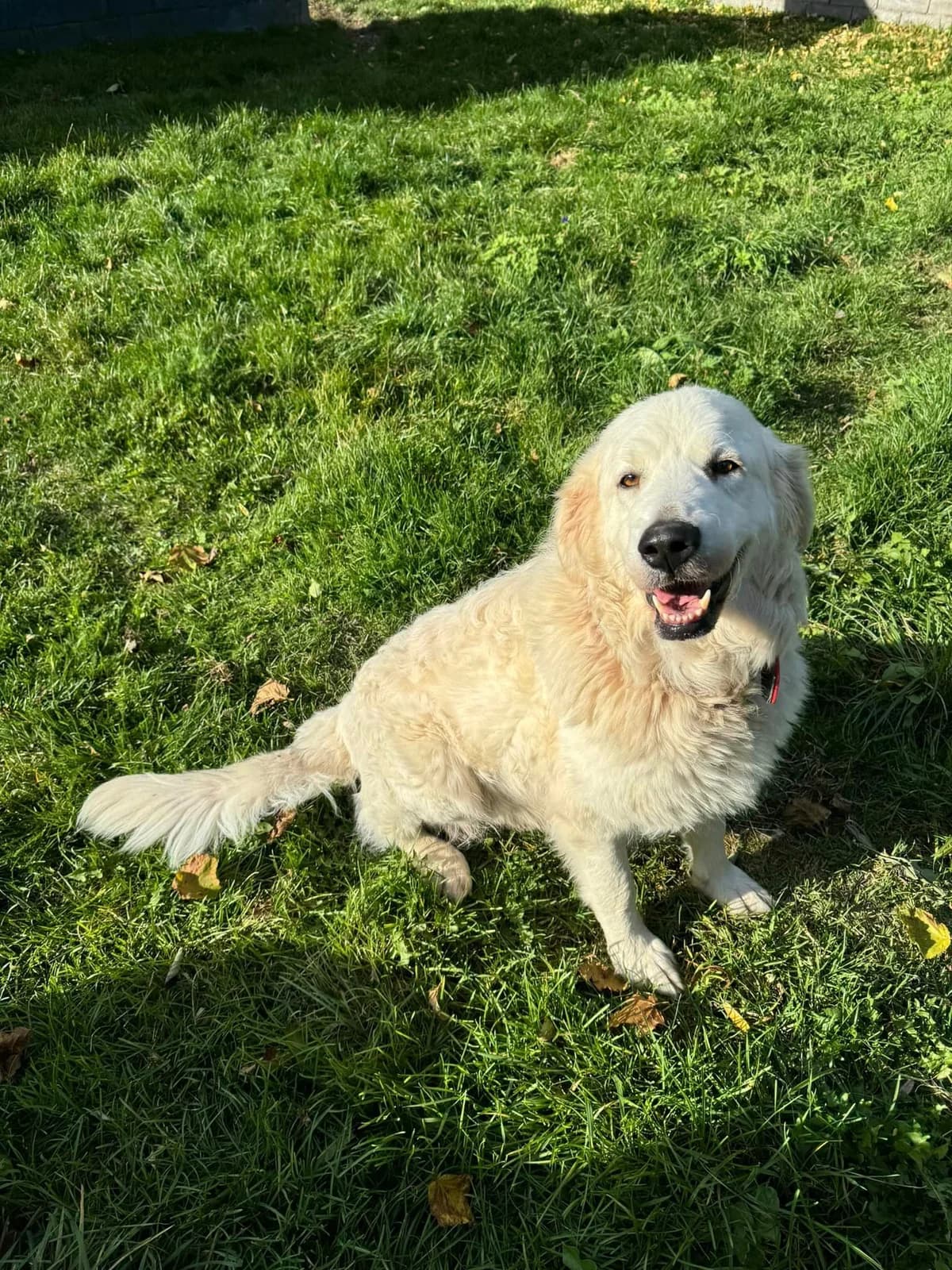 Bella, biela female mixed breed for adoption at OZ Centrum nájdených zvierat