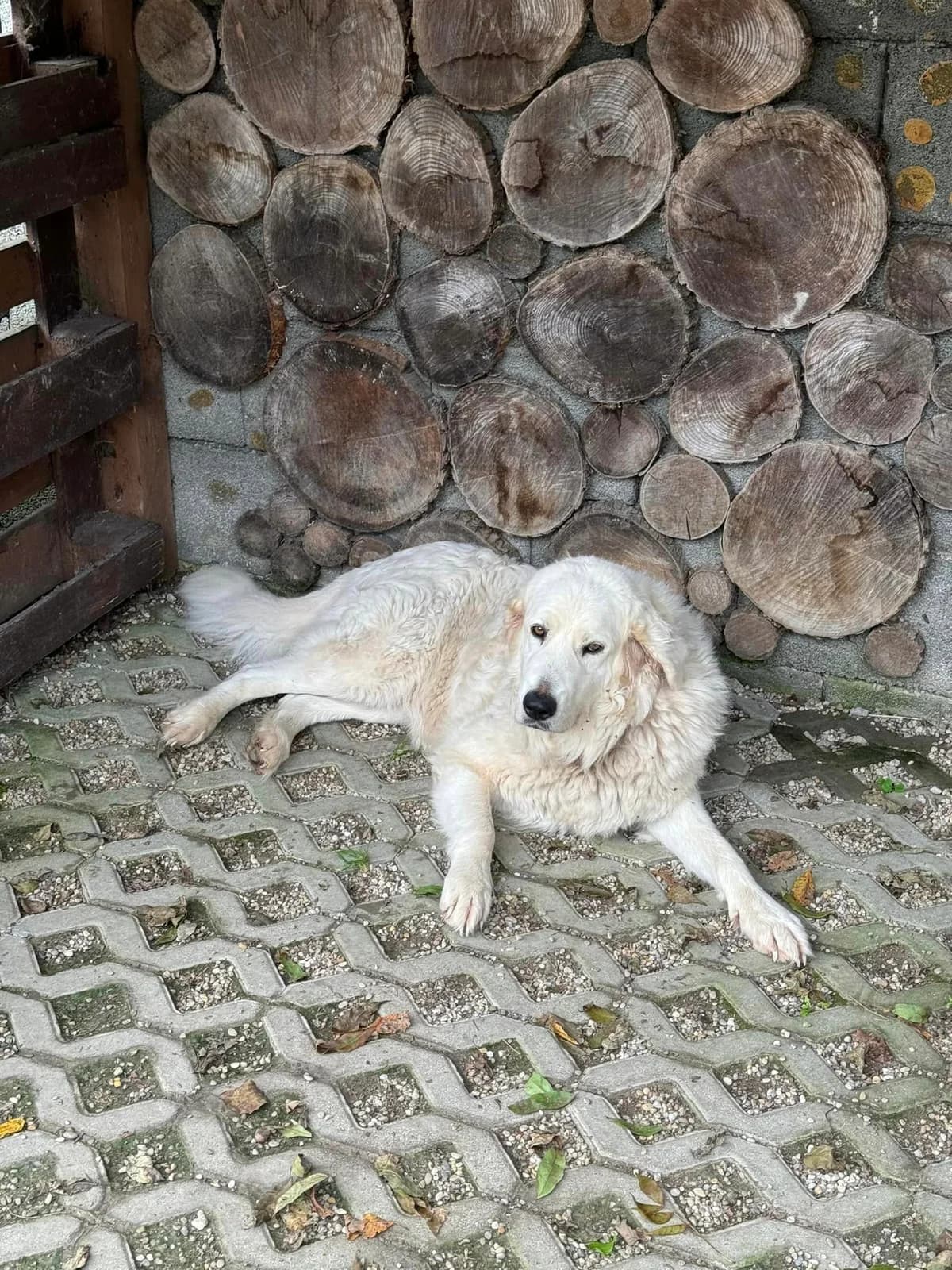 Bella, biela female mixed breed for adoption at OZ Centrum nájdených zvierat — photo 2 of 4