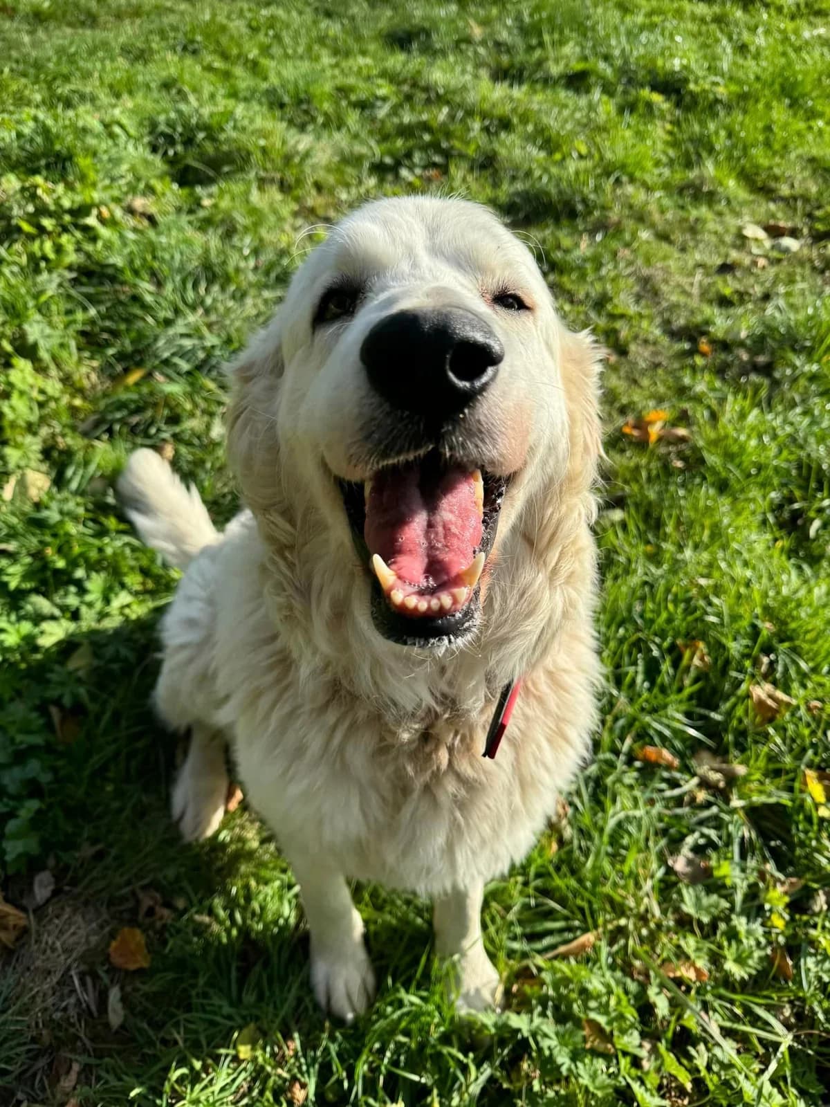 Bella, biela female mixed breed for adoption at OZ Centrum nájdených zvierat — photo 3 of 4