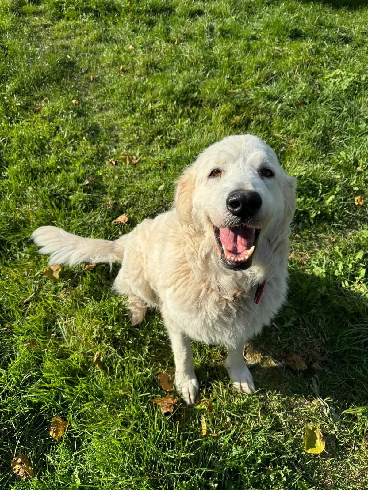Bella, biela female mixed breed for adoption at OZ Centrum nájdených zvierat — photo 4 of 4