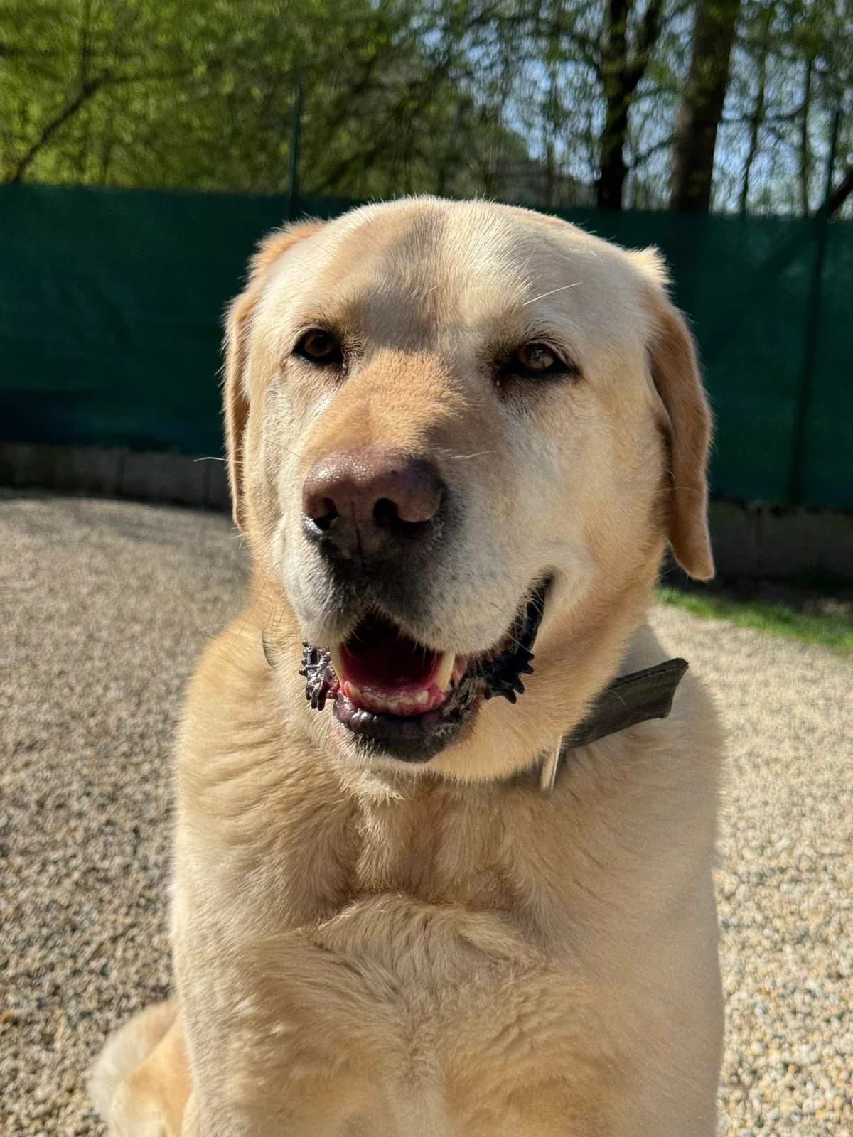 Beny, svetlo hnedá male Labrador Retriever for adoption at OZ Centrum nájdených zvierat