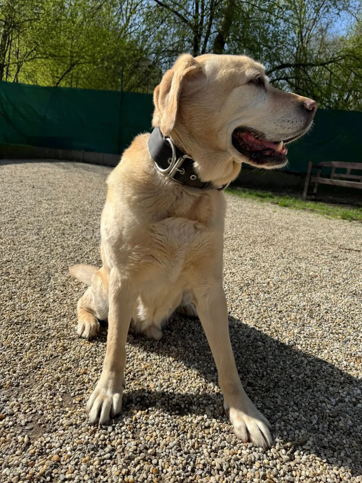 Beny, svetlo hnedá male Labrador Retriever for adoption at OZ Centrum nájdených zvierat — photo 2 of 4