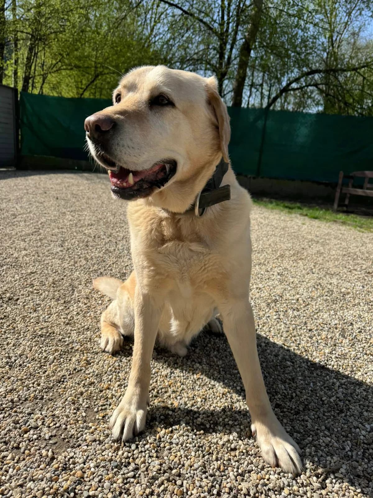 Beny, svetlo hnedá male Labrador Retriever for adoption at OZ Centrum nájdených zvierat — photo 3 of 4