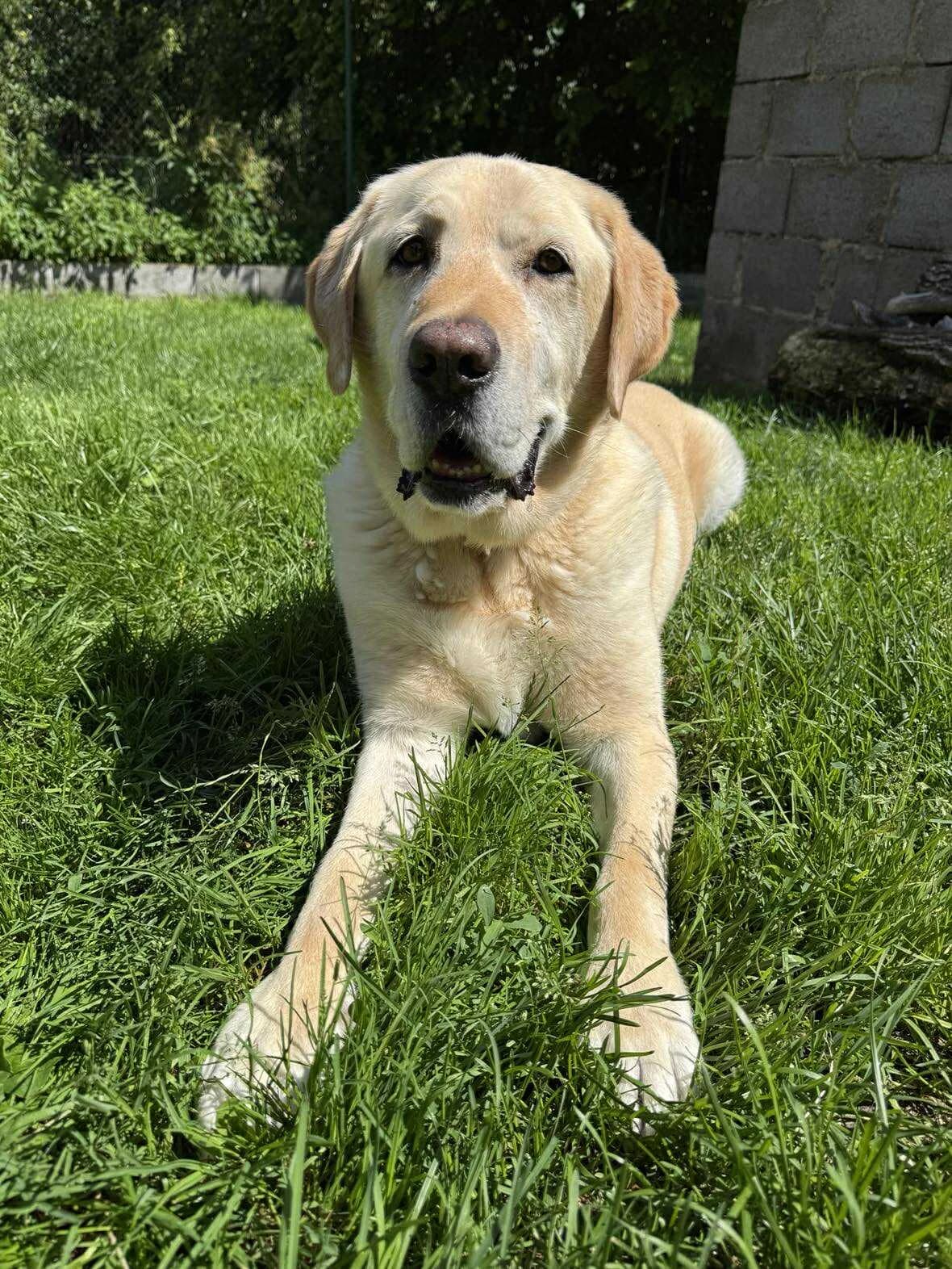 Beny, svetlo hnedá male Labrador Retriever for adoption at OZ Centrum nájdených zvierat — photo 4 of 4
