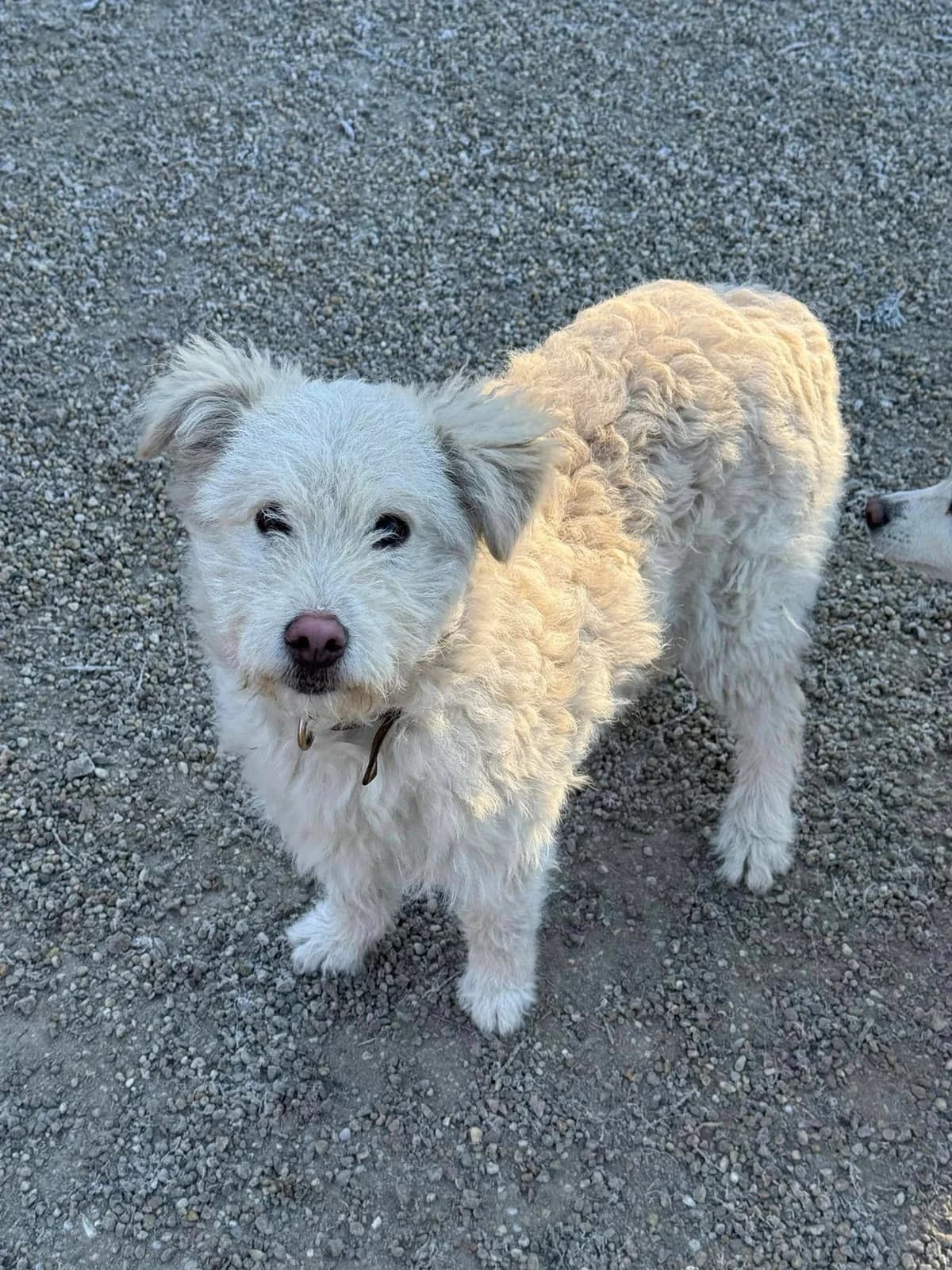 Betty, biela female mixed breed for adoption at OZ Centrum nájdených zvierat