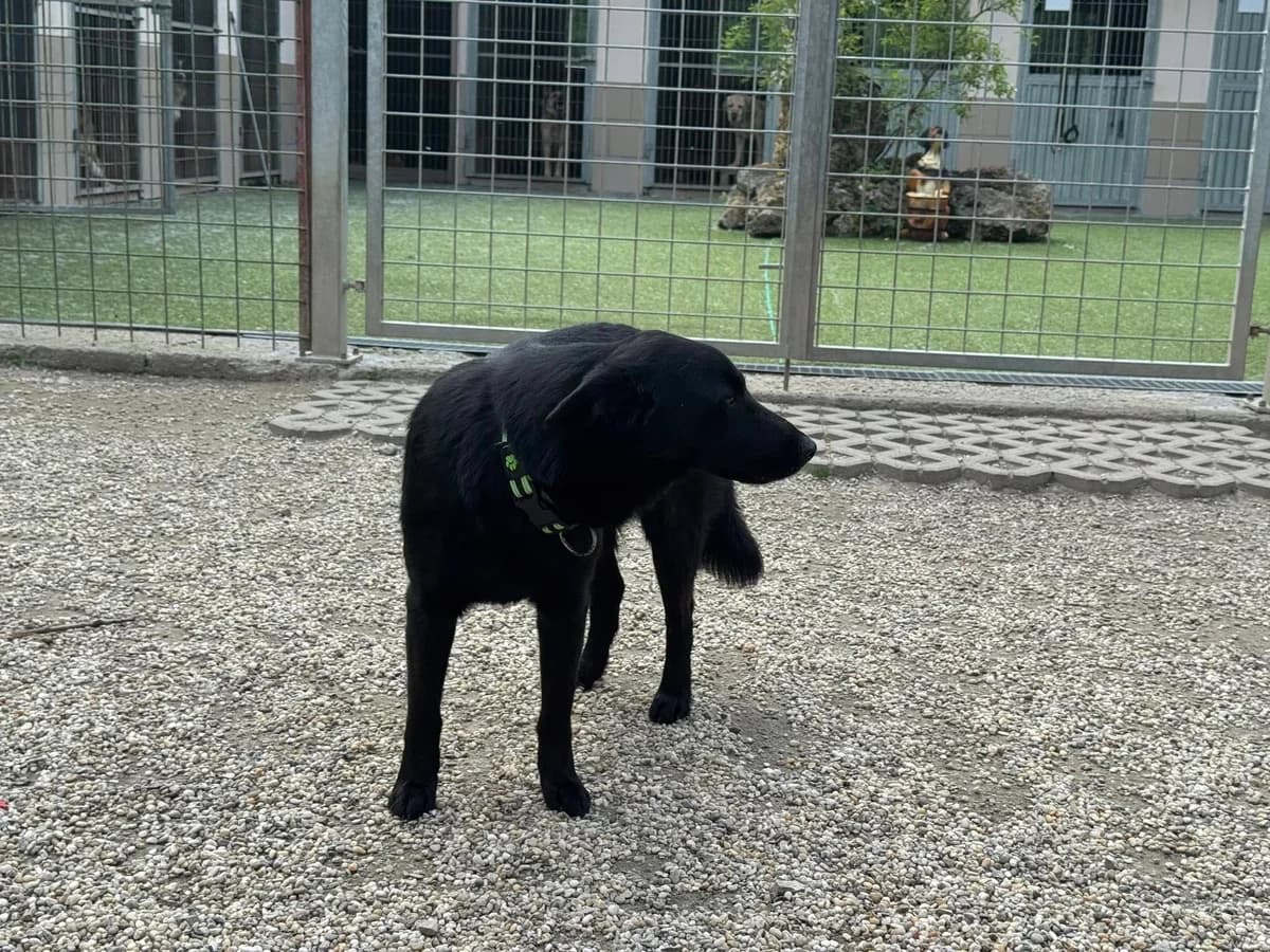 Boston, čierna male 3yo mixed breed for adoption at OZ Centrum nájdených zvierat, Ružomberok