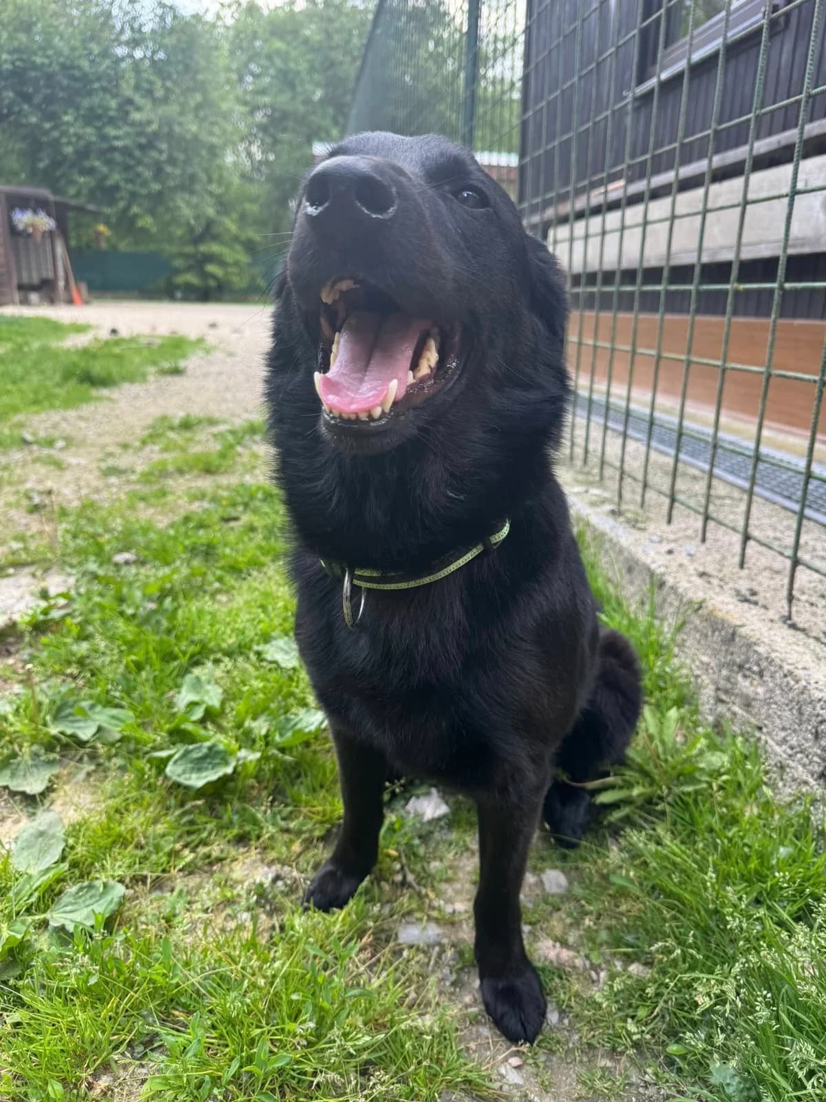 Boston, čierna male mixed breed for adoption at OZ Centrum nájdených zvierat — photo 2 of 4