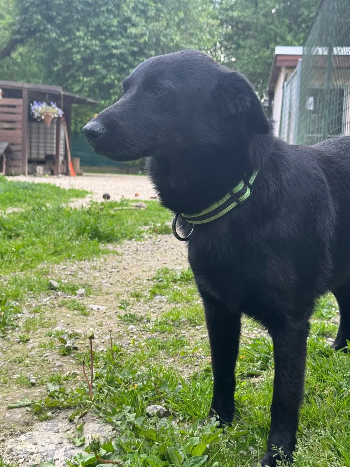 Boston, čierna male mixed breed for adoption at OZ Centrum nájdených zvierat — photo 3 of 4