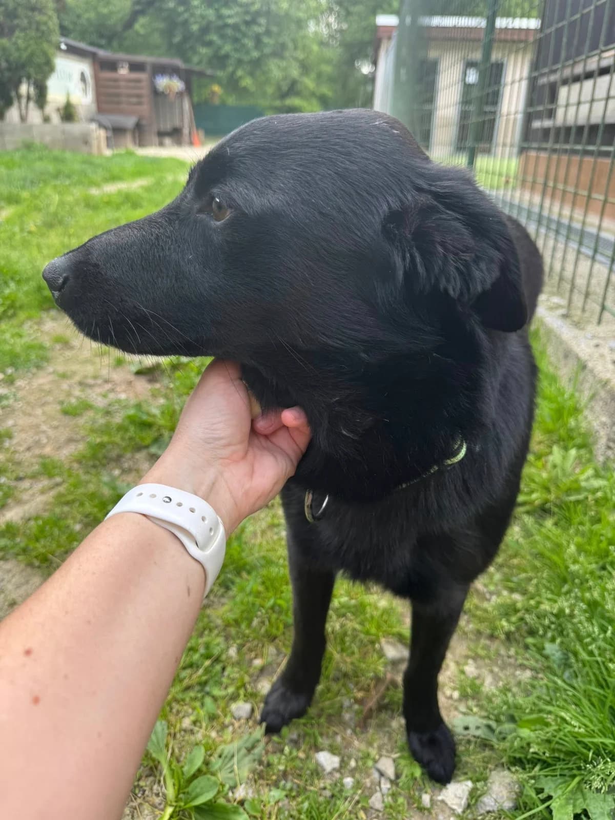 Boston, čierna male mixed breed for adoption at OZ Centrum nájdených zvierat — photo 4 of 4
