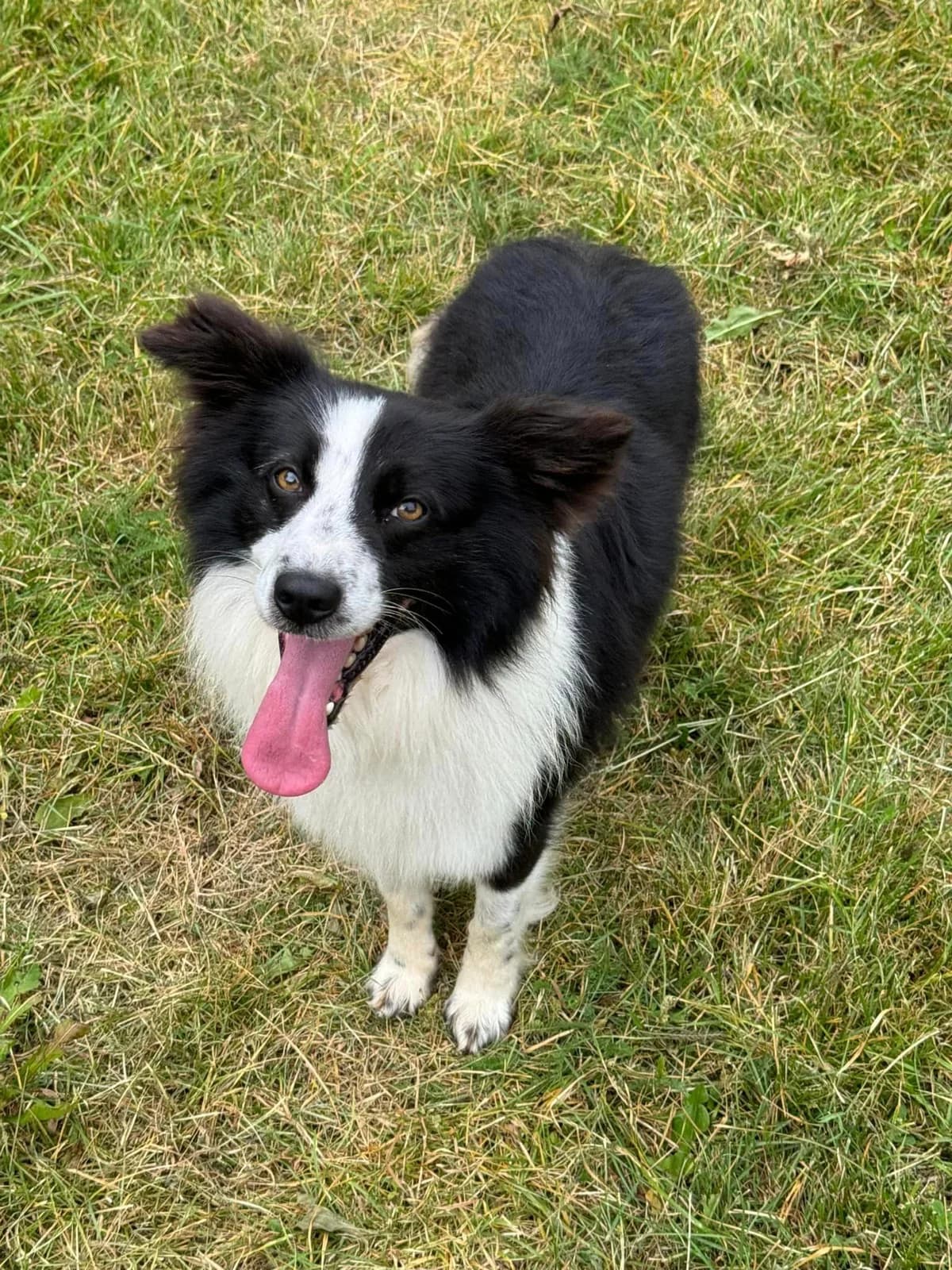Bubo, bielo-čierna male 4yo Border Collie for adoption at OZ Centrum nájdených zvierat, Ružomberok
