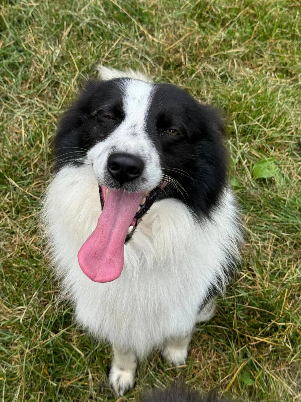 Bubo, bielo-čierna male Border Collie for adoption at OZ Centrum nájdených zvierat — photo 2 of 4