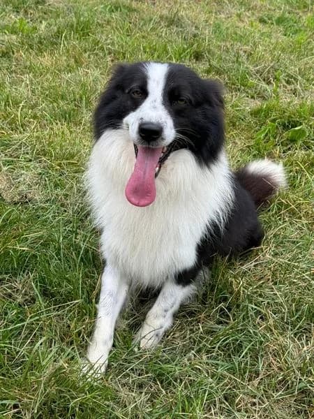 Bubo, bielo-čierna male Border Collie for adoption at OZ Centrum nájdených zvierat — photo 3 of 4