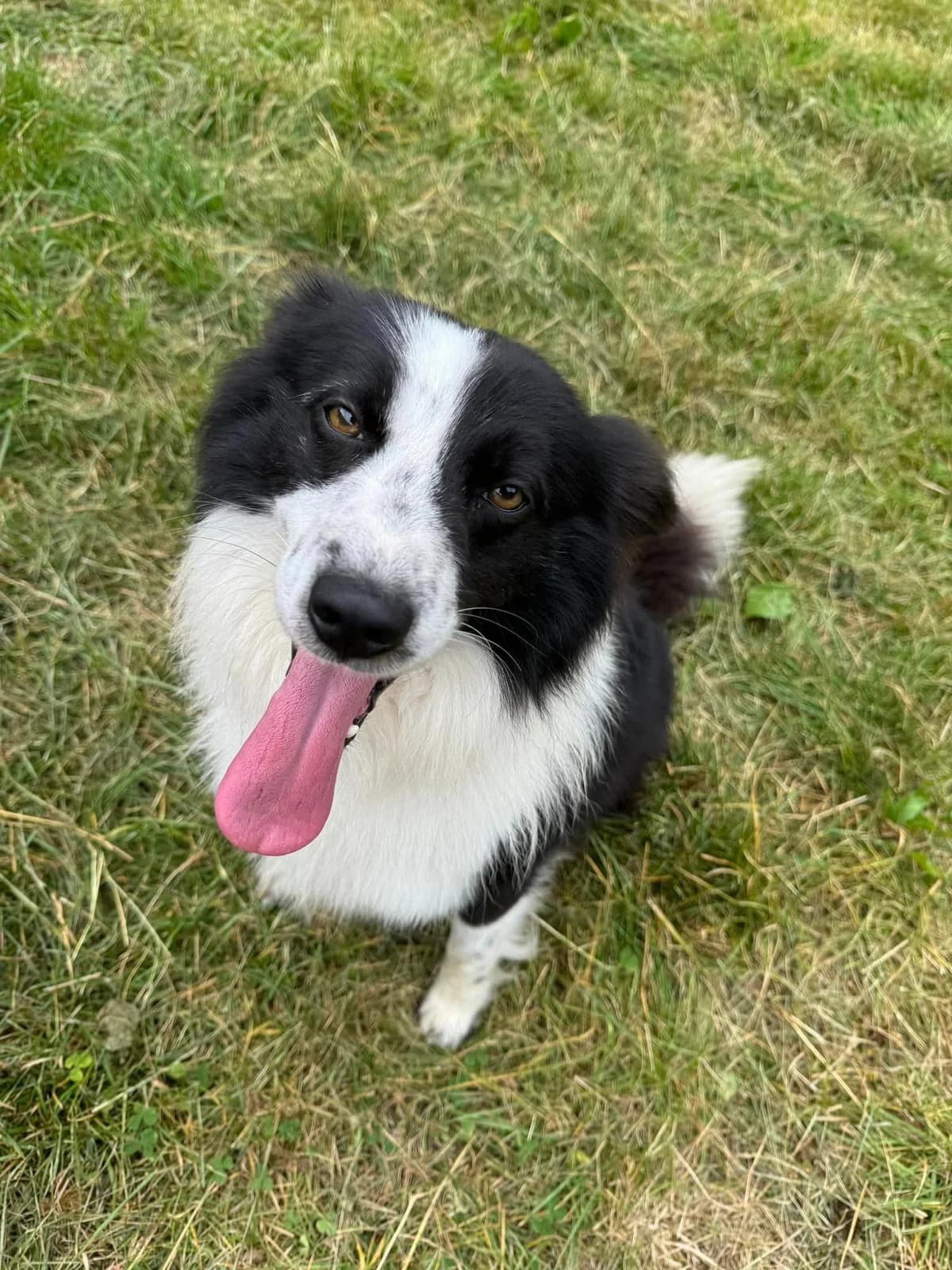 Bubo, bielo-čierna male Border Collie for adoption at OZ Centrum nájdených zvierat — photo 4 of 4