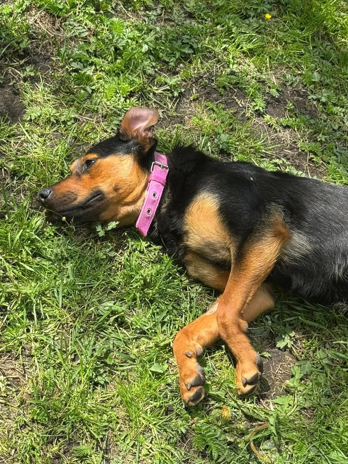 Eli, čierno – hnedá female mixed breed for adoption at OZ Centrum nájdených zvierat