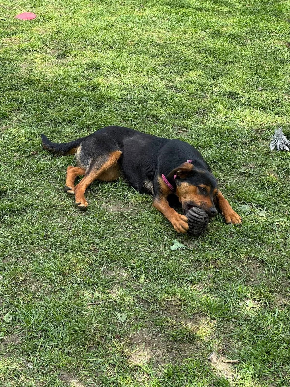 Eli, čierno – hnedá female mixed breed for adoption at OZ Centrum nájdených zvierat — photo 2 of 4