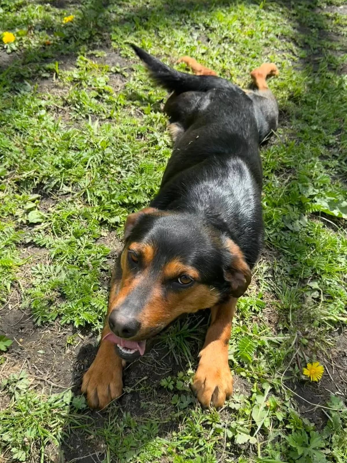Eli, čierno – hnedá female mixed breed for adoption at OZ Centrum nájdených zvierat — photo 3 of 4