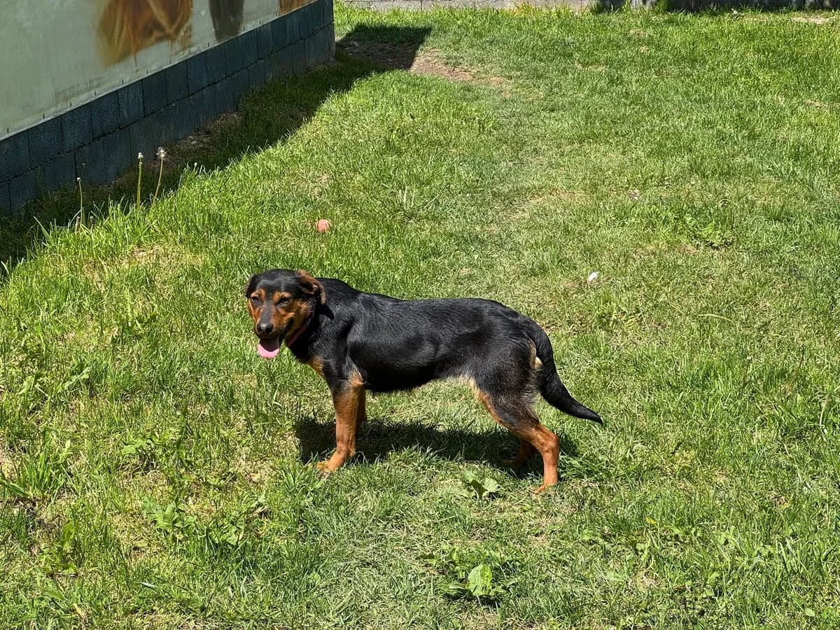 Eli, čierno – hnedá female mixed breed for adoption at OZ Centrum nájdených zvierat — photo 4 of 4