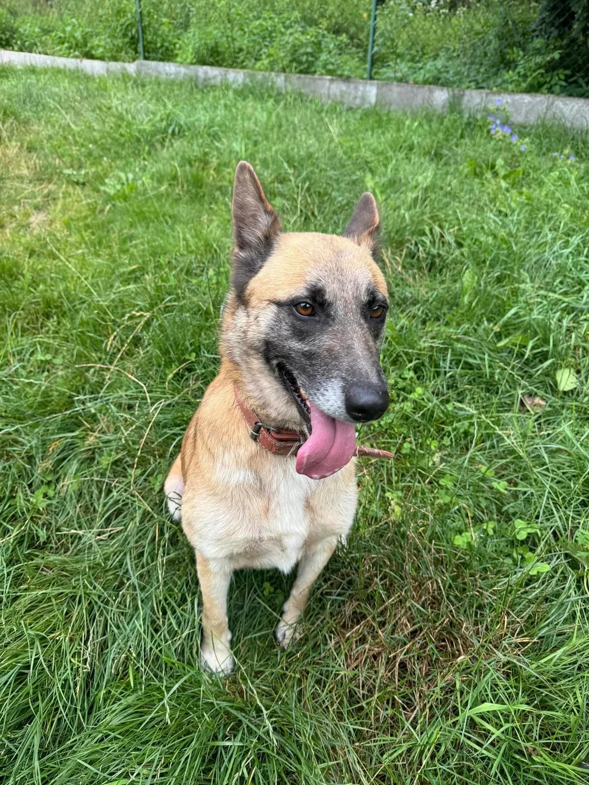Emka, hnedá female mixed breed for adoption at OZ Centrum nájdených zvierat