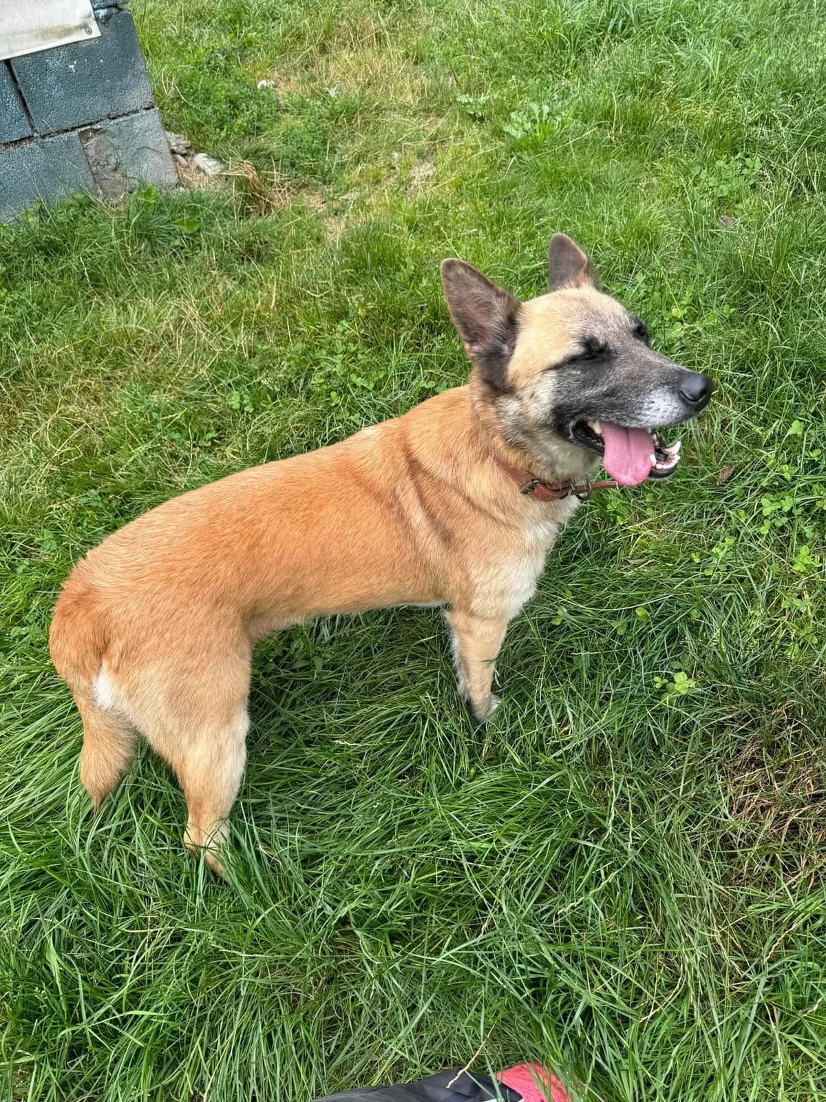 Emka, hnedá female mixed breed for adoption at OZ Centrum nájdených zvierat — photo 2 of 4