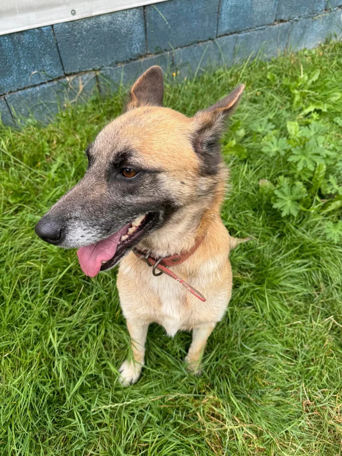 Emka, hnedá female mixed breed for adoption at OZ Centrum nájdených zvierat — photo 3 of 4