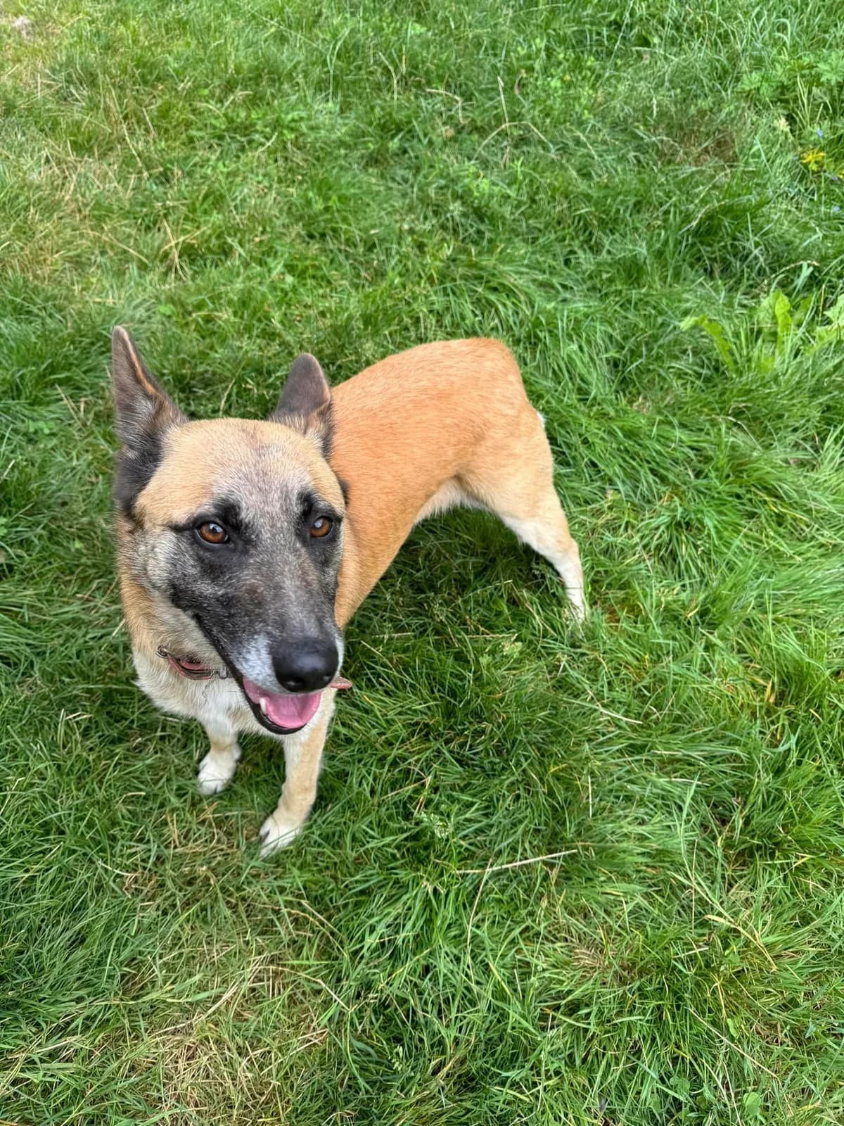 Emka, hnedá female mixed breed for adoption at OZ Centrum nájdených zvierat — photo 4 of 4