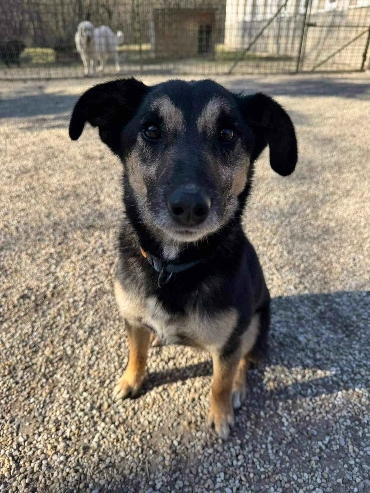 Figo, čierno – hnedá male 3yo mixed breed for adoption at OZ Centrum nájdených zvierat, Ružomberok