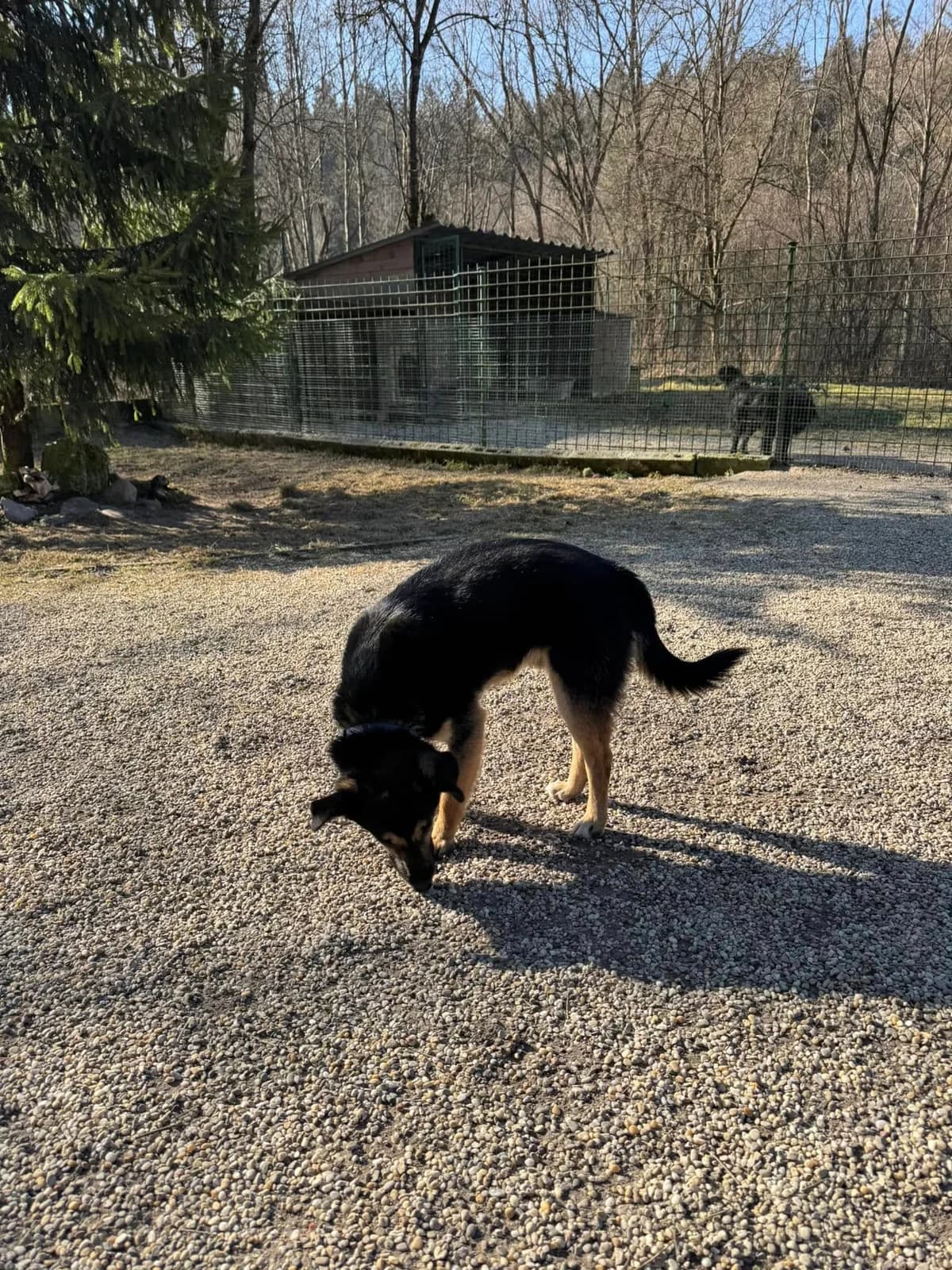 Figo, čierno – hnedá male mixed breed for adoption at OZ Centrum nájdených zvierat — photo 2 of 4
