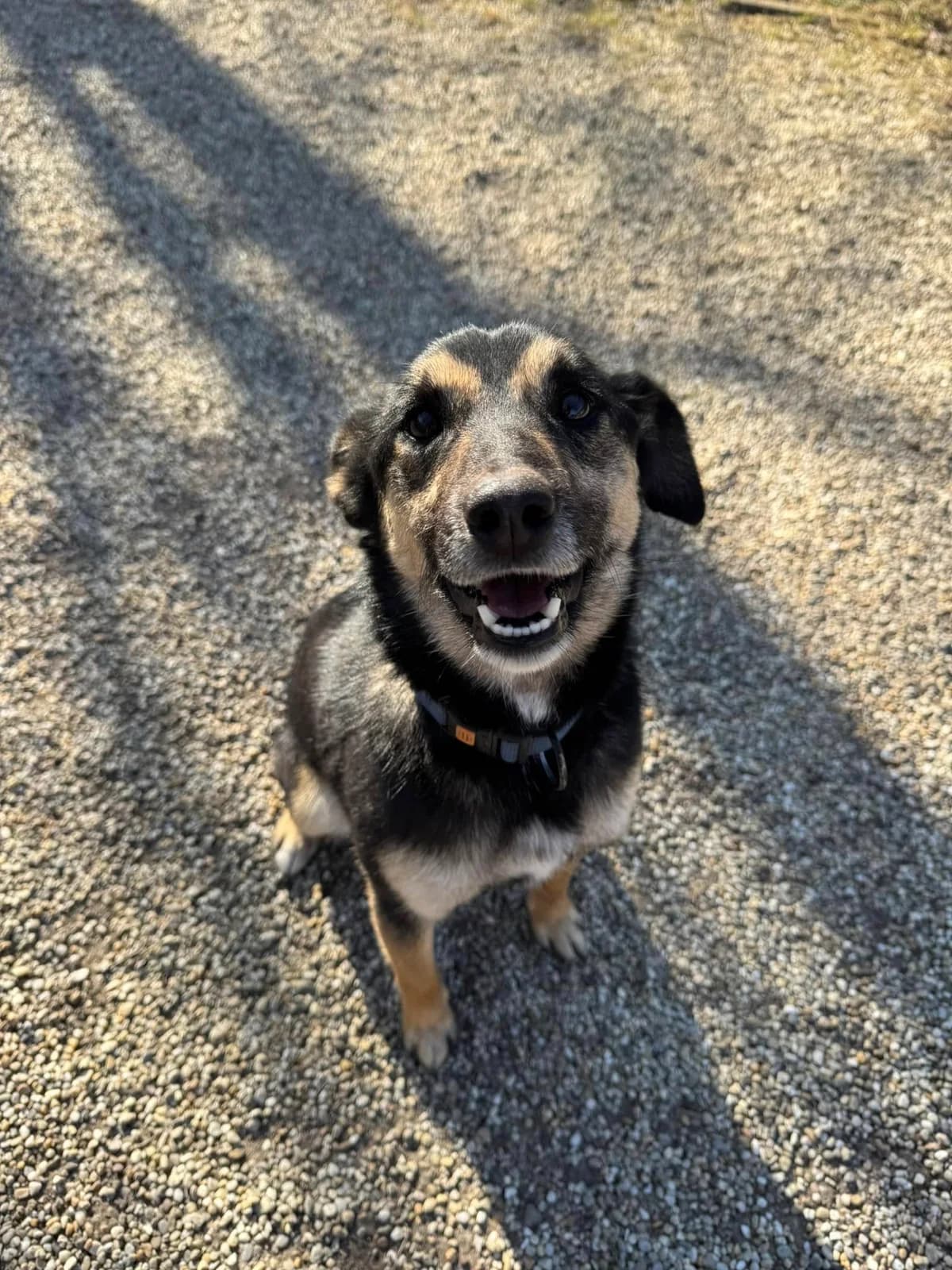 Figo, čierno – hnedá male mixed breed for adoption at OZ Centrum nájdených zvierat — photo 3 of 4