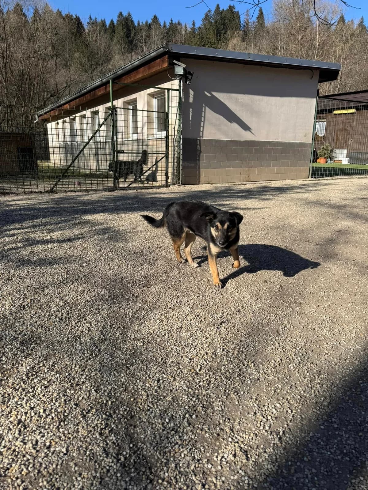 Figo, čierno – hnedá male mixed breed for adoption at OZ Centrum nájdených zvierat — photo 4 of 4