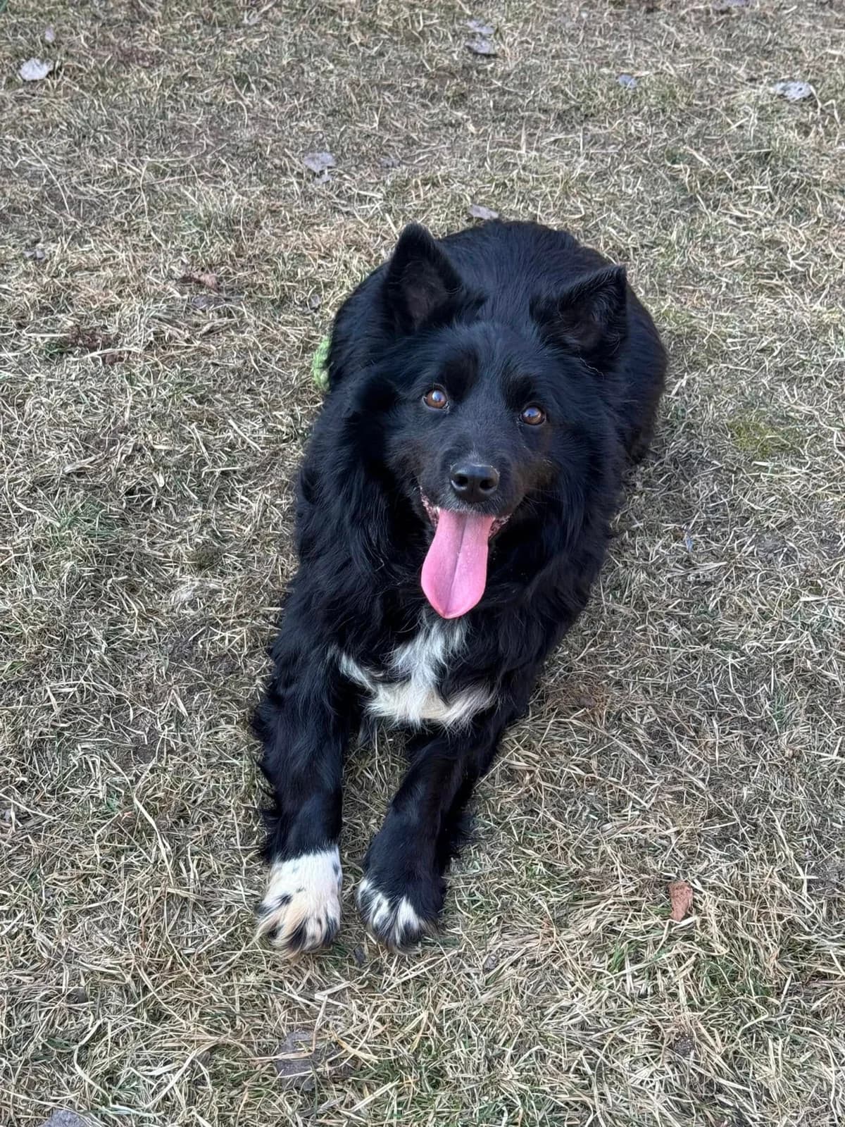 Gwen, čierno-biela female mixed breed for adoption at OZ Centrum nájdených zvierat