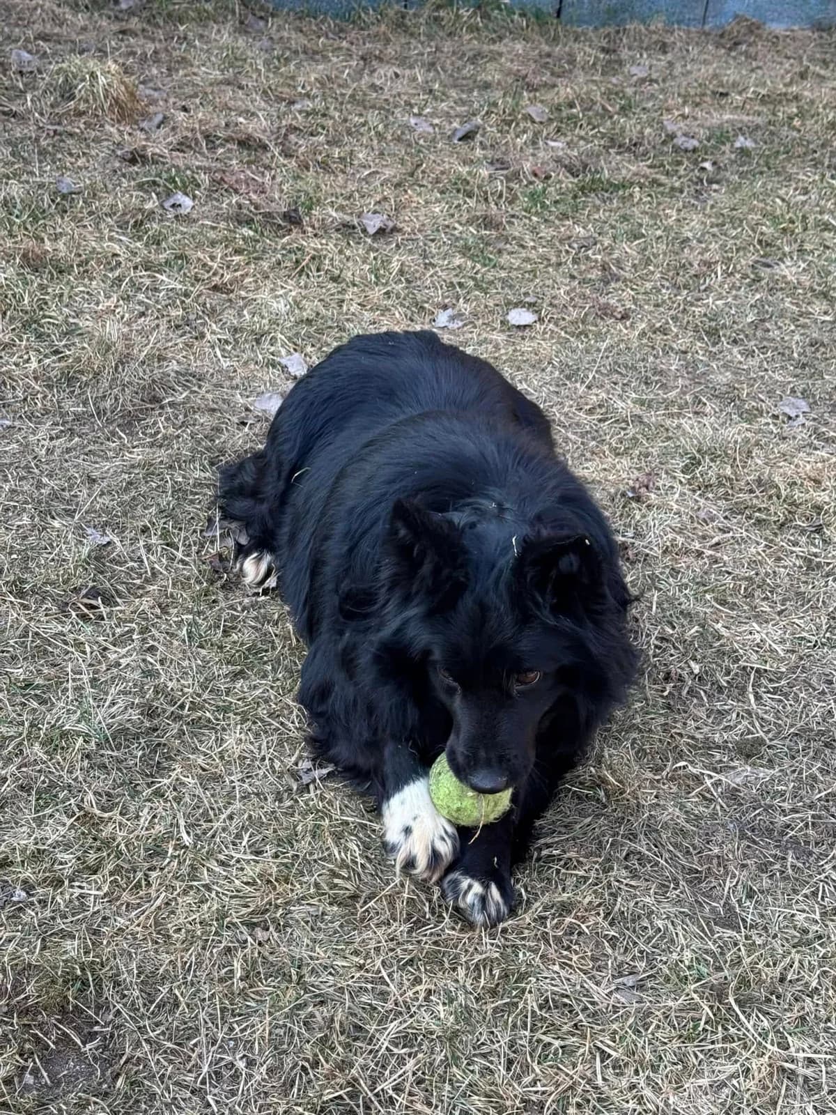Gwen, čierno-biela female mixed breed for adoption at OZ Centrum nájdených zvierat — photo 2 of 4