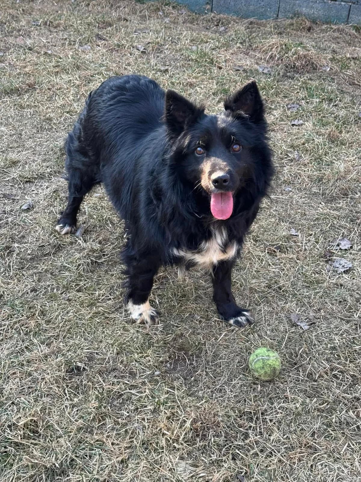Gwen, čierno-biela female mixed breed for adoption at OZ Centrum nájdených zvierat — photo 3 of 4