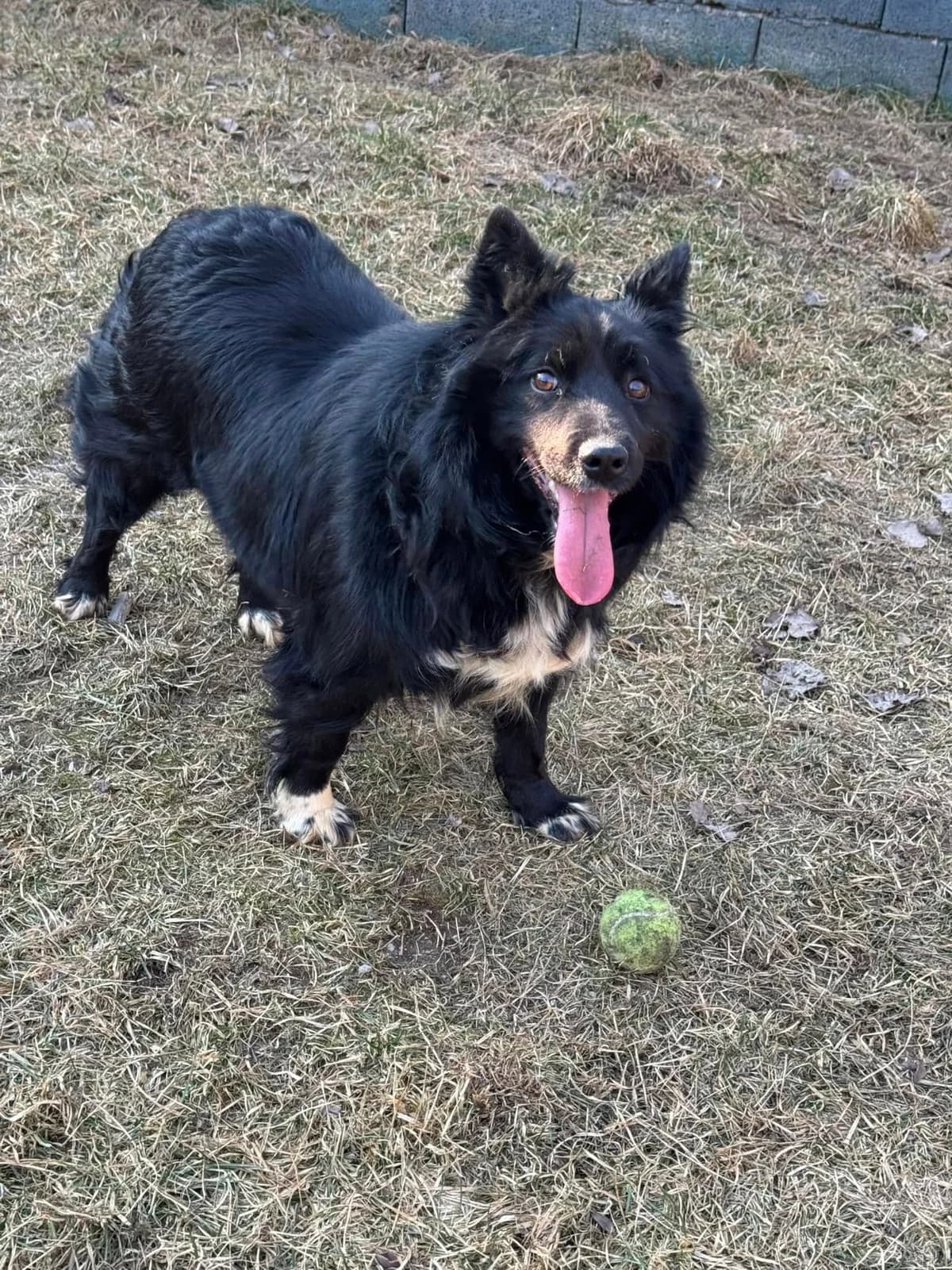Gwen, čierno-biela female mixed breed for adoption at OZ Centrum nájdených zvierat — photo 4 of 4