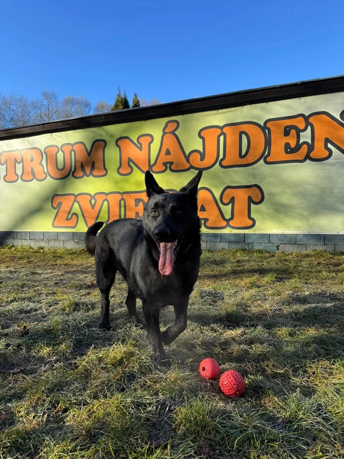 Hektor, čierna male mixed breed for adoption at OZ Centrum nájdených zvierat